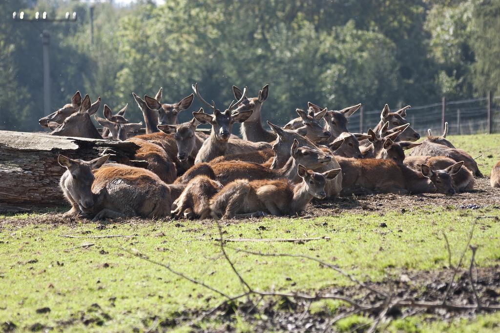 Penzion Farma Dvorec Radnice Buitenkant foto